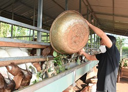 Bà Rịa-Vũng Tàu: Giá bán con đặc sản này quay đầu tăng, cứ bán 1 con nông dân lãi ngay 1 triệu