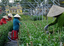 Đà Nẵng: Tết đến gần mà thương lái mua "nhỏ giọt", nông dân trồng hoa đứng ngồi không yên