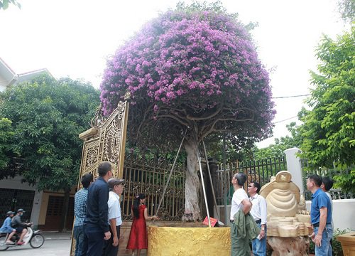 Giàn hoa giấy bao phủ xung quanh mái nhà khiến ai đi qua cũng lác mắt, dân mạng trả giá bạc tỷ nhưng có một điều ai cũng lo ngại