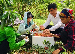 Hơn 2 triệu hộ làm nông nghiệp được đào tạo kỹ năng số