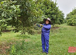 Huyện Thạch Thành nhân rộng các mô hình kinh tế nông nghiệp