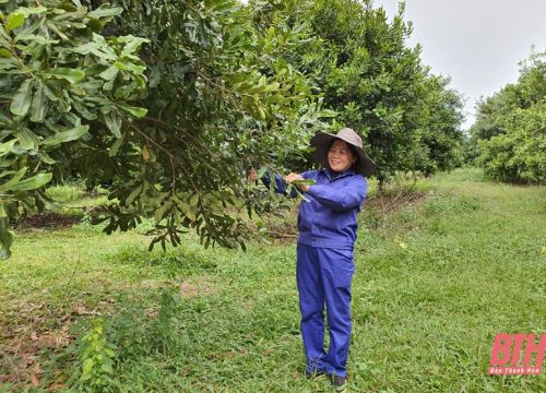 Huyện Thạch Thành nhân rộng các mô hình kinh tế nông nghiệp