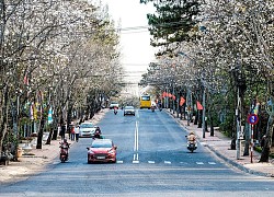 Mai anh đào chưa tàn thì ban trắng đã nở khắp đất trời Đà Lạt, đẹp ngỡ ngàng