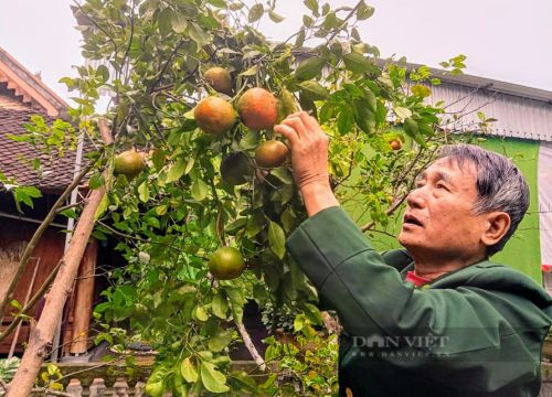 Nghệ An: Thứ cam bù trái khổng lồ, bóc vỏ ra thơm khắp cả làng đang được "cấp bách" nhân giống ở đâu?