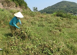 Phú Yên: Vùng đất trồng cây gì cũng còi dí, dân vãi thứ hạt này, ai ngờ trái ra quá trời, thu tiền nhiều hơn