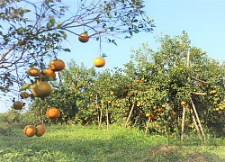 Sát Tết mà nông dân Hà Tĩnh đủng đỉnh chẳng vội bán loại trái đặc sản, vỏ thơm đến nỗi kiến, gián còn sợ