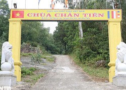 Tạm giữ sư trụ trì và 3 người cưa hạ cây thông trước cửa chùa Chân Tiên