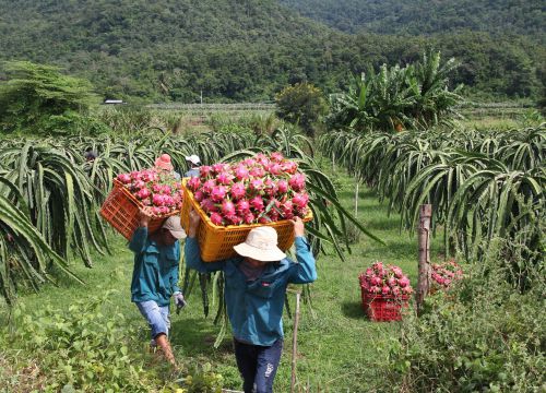 Thanh long ở nước này bán 400.000 đồng/trái, CEO VIEC hứa sẵn sàng đưa sang khối lượng lớn