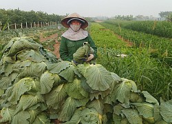 Trồng rau cải tốt ngùn ngụt như "rau Trạng Quỳnh", ngao ngán thay, nông dân ở đây bán rẻ như đổ đi