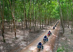 55.000ha cao su đạt một chứng chỉ quan trọng, xuất khẩu cao su lập kỷ lục nhờ một động thái của Trung Quốc