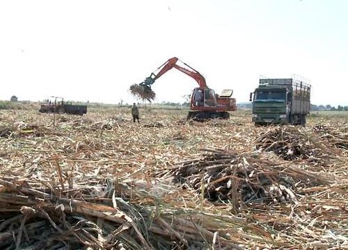 'Biến' đất sỏi đá thành mật ngọt