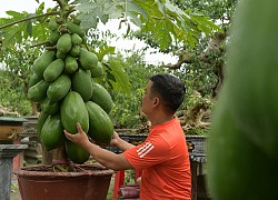 Đu đủ bonsai chào đón Tết Nguyên đán 2022