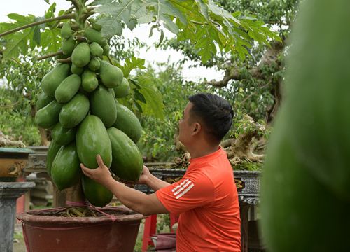 Đu đủ bonsai chào đón Tết Nguyên đán 2022