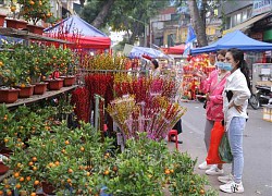 Hà Nội: Miễn phí thuê mặt bằng đối với các hộ bán hoa, cây cảnh dịp Tết