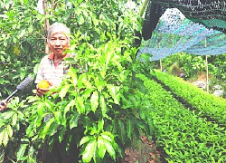 Hậu Giang: Trồng vú sữa lạ, trái như cục vàng, vụ tết này hái 5 tấn bán, thu 500 triệu