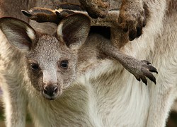 Khám phá điều đặc biệt bên trong túi của kangaroo mẹ