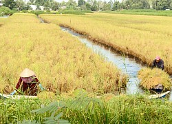 Kiên Giang: Vùng đất trồng lúa hữu cơ, nuôi tôm dưới ruộng, dân bán tôm, bán gạo ai cũng muốn mua