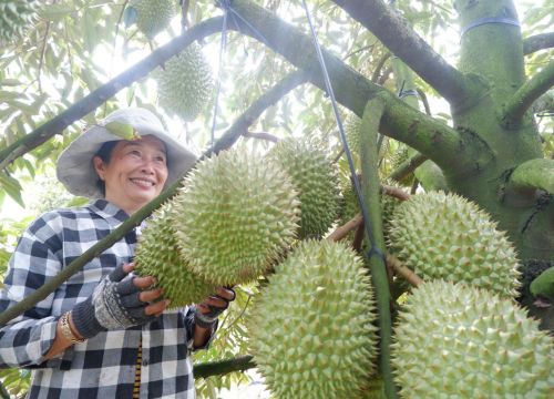 Long An: "Liều" cắm cây đặc sản trên đất rốn phèn, chín trái nào thơm khắp xóm, bán đắt tiền, nông dân giàu lên