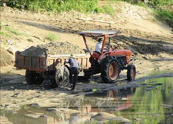 Ngang nhiên múc cát ở sông Lu rồi dùng máy cày, xe bò chở về