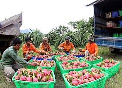 Nông dân, phụ nữ, thanh niên rủ nhau mua loại trái đỏ rực, giúp nông dân Bình Thuận, Long An giảm bớt nỗi lo