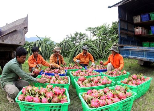 Nông dân, phụ nữ, thanh niên rủ nhau mua loại trái đỏ rực, giúp nông dân Bình Thuận, Long An giảm bớt nỗi lo