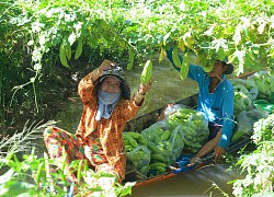 Nông dân Phú Tân phấn khởi thu hoạch rau màu vụ thu đông