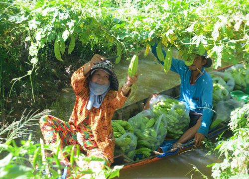 Nông dân Phú Tân phấn khởi thu hoạch rau màu vụ thu đông