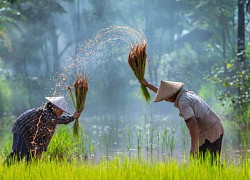 Là cường quốc xuất khẩu gạo, Việt Nam vẫn mua lượng thóc khổng lồ từ Campuchia để làm gì?