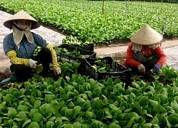 TP.HCM: Nông dân chật vật chạy chợ đêm bán nông sản, hai "bà đỡ" khủng ở đâu?