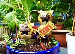 Chi tiền triệu mua bonsai hình hổ ở TP.HCM