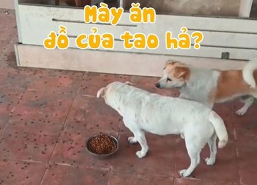 Chú chó xúi dại đồng bọn đánh nhau để cướp đồ ăn