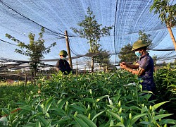 "Đánh liều" trồng hoa ly bằng củ hoa ly tái sinh, nông dân Đắk Lắk ngỡ ngàng vì cây nào cũng đẹp xuất sắc