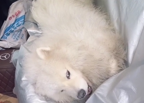 Để Samoyed ở nhà 1 mình, ông chủ tá hỏa khiêng đi viện vì chó cưng động vào "hàng cấm"