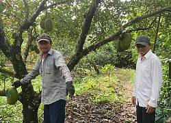 Đồng Nai: Loại quả này tên nghe như con gái, trồng có hơn 100 cây mà doanh thu gần 1 tỷ