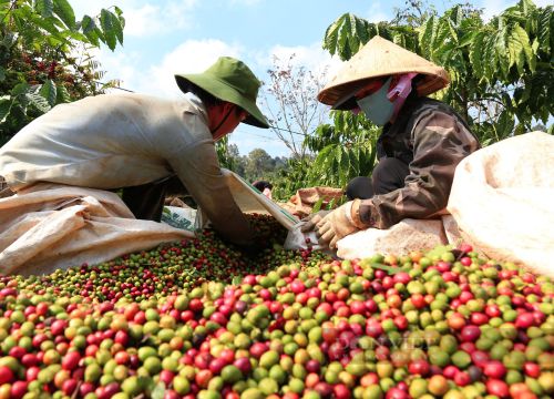 Giá cà phê Robusta hôm nay quay đầu tăng, vì sao nên trồng cây chắn gió cho vườn cà phê?