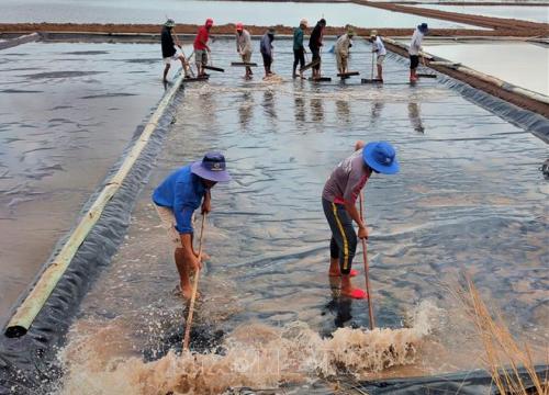 Nghề muối tại Bạc Liêu: Loay hoay với nỗi lo cũ