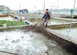 Nuôi cá đặc sản dày đặc trong lồng, cuối năm kéo bắt bán hàng tấn, ông nông dân Thái Bình lãi hàng tỷ