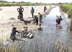 Nuôi tôm càng xanh trong ruộng lúa kiểu gì mà nông dân Kiên Giang chả phải cho ăn vẫn trúng đậm?