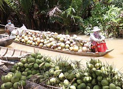 Phát triển vùng nguyên liệu dừa hữu cơ hơn 13.000 ha