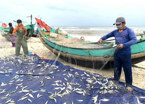 Quảng Bình: Ngư dân hối hả gỡ tấm lưới nặng trĩu loài cá vị beo béo, thơm ngon ngọt thịt kiếm tiền triệu mỗi ngày