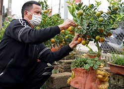 Quất bonsai trăm triệu khoe dáng bày bán tại thủ phủ trồng quất Tứ Liên