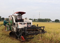 Tại sao diện tích những loại cây này ở Đồng Nai đột ngột sụt giảm?