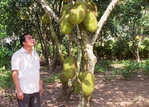 Trồng mít toàn những cây ra trái to, bự, ông nông dân tỉnh Gia Lai năm nào cũng "đút túi" 300 triệu