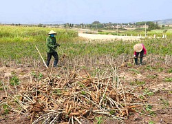 Việt Nam bán sang Trung Quốc hơn 2,5 triệu tấn nông sản này nhưng lại mua của Campuchia tới 1,3 triệu tấn