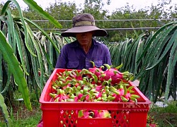 Xuất khẩu thanh long bằng đường biển sang Trung Quốc, nếu không chắc chắn đừng cố tìm mọi cách