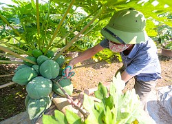 Cây cảnh bonsai vừa có dáng thế, vừa có quả to trồng ở Hưng Yên hút hồn dân chơi tết