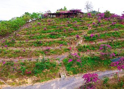 Mua 5.500 m2 đất cằn, chồng dựng 'homestay giữa đồi hoa giấy' thoả ước mơ của vợ