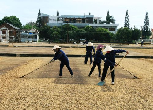 Giá cà phê Robusta Đắk Lắk hôm nay giảm nhẹ, trồng cà phê thời điểm nào là tốt nhất?