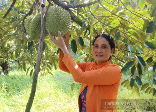 Giá sầu riêng vụ Tết thấp nhất trong nhiều năm do điều này là chính, không phải ách tắc xuất khẩu