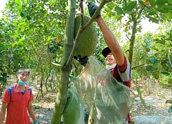 Mít Thái tìm đường tiến thẳng vào một quốc gia cũng trồng nhiều mít, mới bán mà khách đã khen ngon